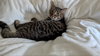 Rosie - Photo 20