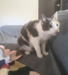 adoptable Cat in , MI named Calli
