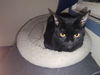 adoptable Cat in niles, MI named Sparrow