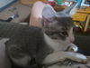 adoptable Cat in niles, MI named Miss poppy (popit)
