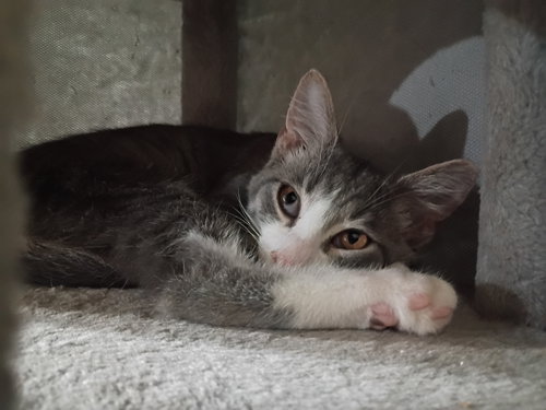picture of the cat needing adoption