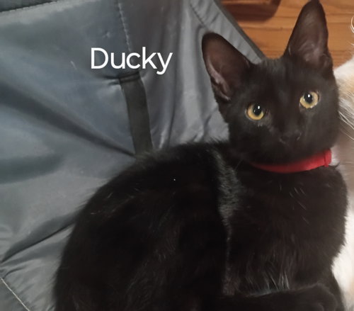 picture of the cat needing adoption