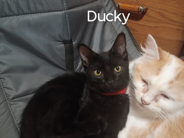 Ducky