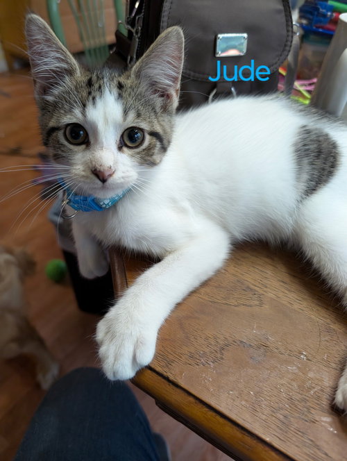 picture of the cat needing adoption