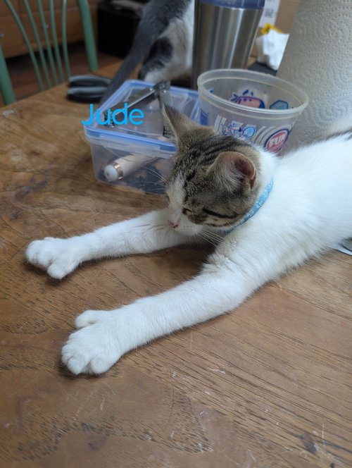 JUDE - Domestic Short Hair available for adoption