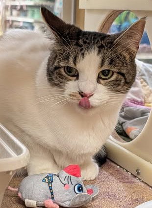 JUDE - Domestic Short Hair available for adoption