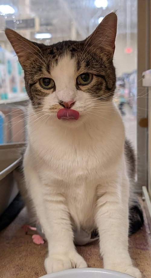 Jude, Young Domestic Short Hair / Mixed (short coat), cat for adoption in Elkhart, Indiana