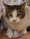 Jude - Photo 5