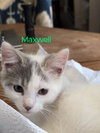 Maxwell - Photo 9