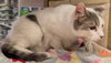 Maxwell - Photo 6