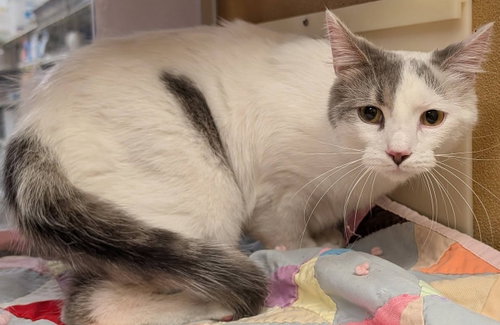 MAXWELL - Domestic Short Hair available for adoption