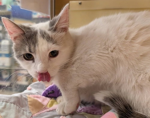 Maxwell, Domestic Short Hair / Mixed, cat for adoption in Elkhart, Indiana
