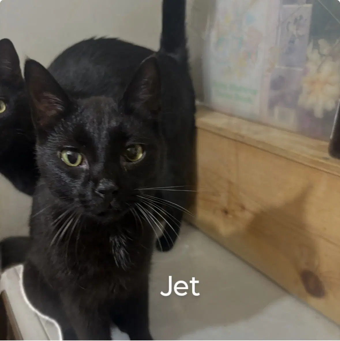 Jett - Domestic Short Hair