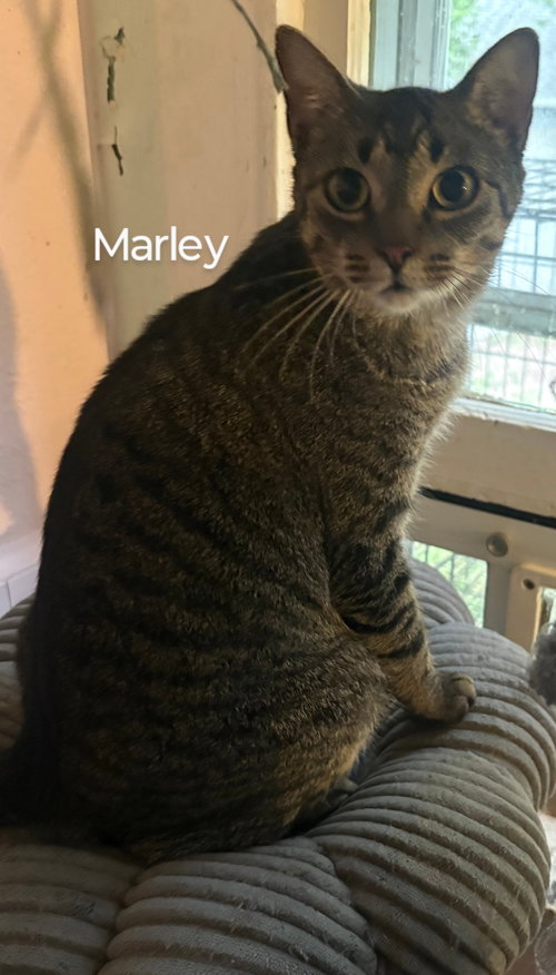 MARLEY - Domestic Short Hair available for adoption