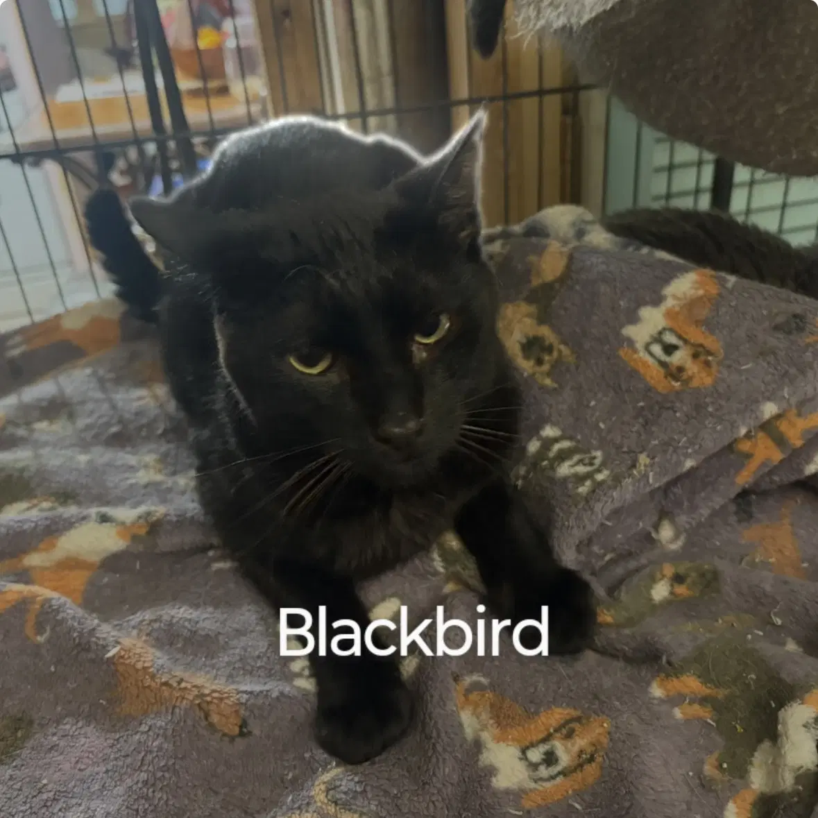 Blackbird - Domestic Short Hair
