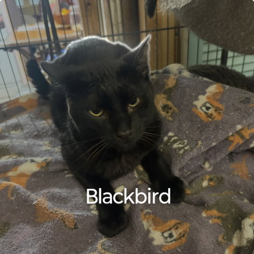 picture of the cat needing adoption