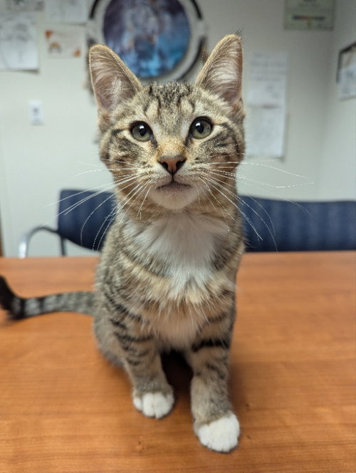 picture of the cat needing adoption