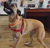 Bandi - Photo 2