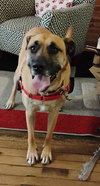 Bandi - Photo 3