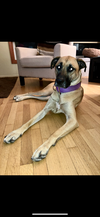 Bandi - Photo 4