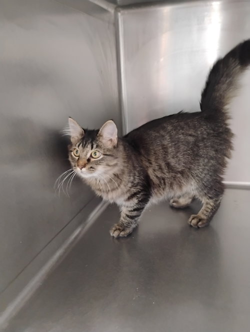 Samson, an adoptable Domestic Long Hair in Niles, IN