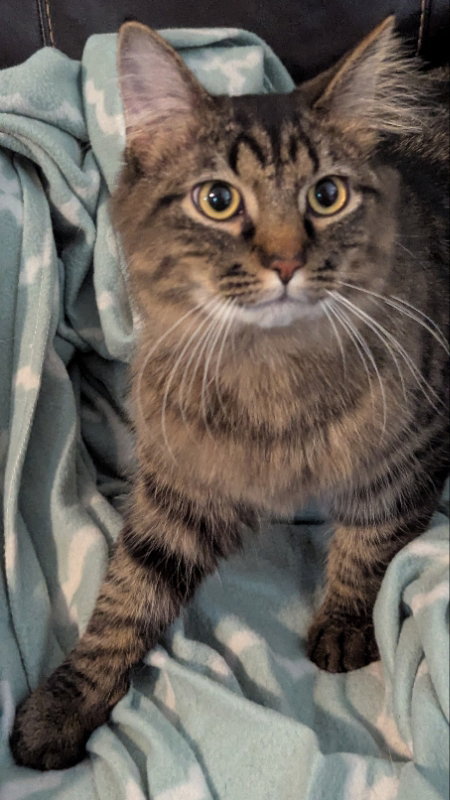 Samson