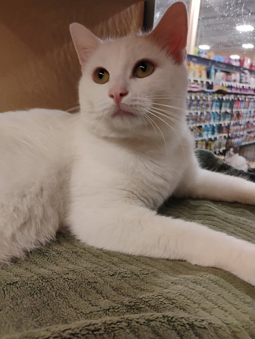 picture of the cat needing adoption