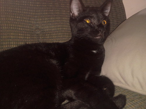 picture of the cat needing adoption
