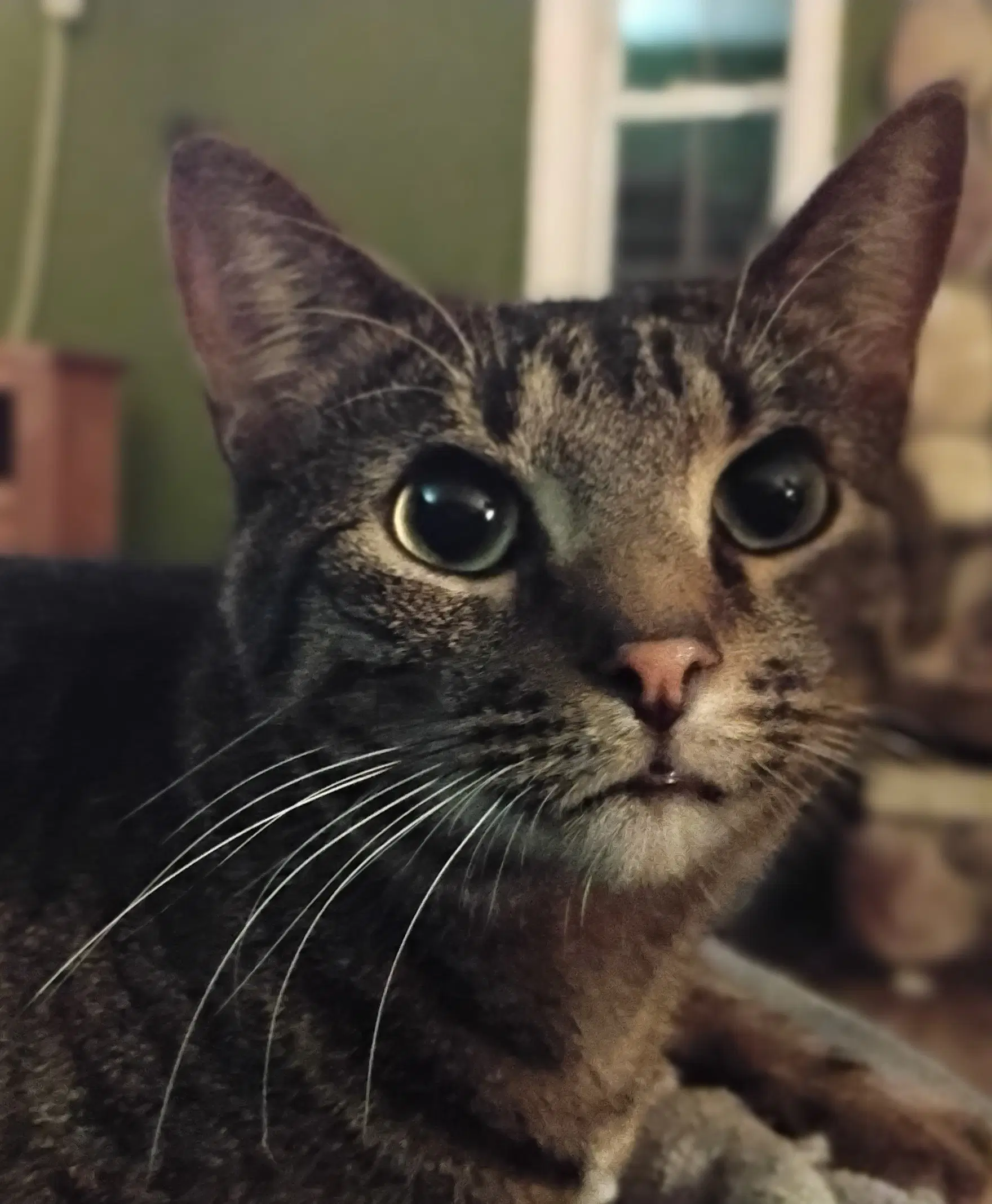 Harvey - Domestic Short Hair