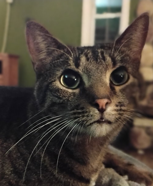 HARVEY - Domestic Short Hair available for adoption