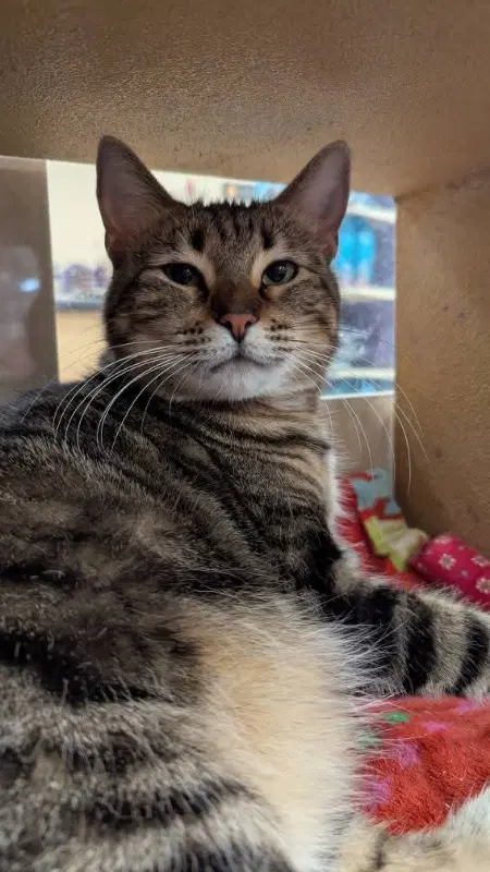 Bobbie Jo - Bobtail