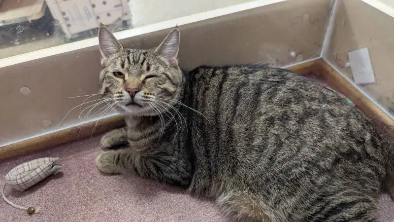 Opie - Bobtail