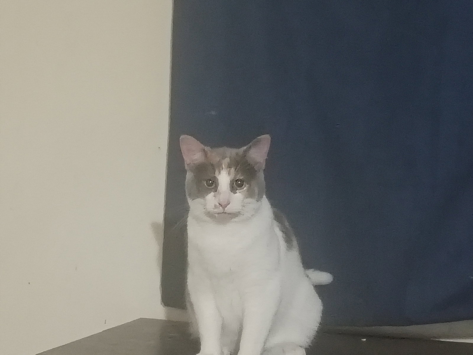 Mousy