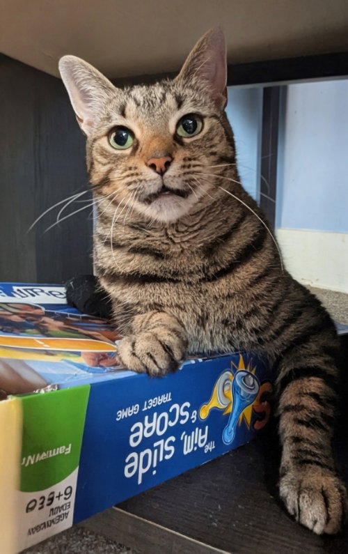 Riot, Adult Domestic Short Hair (short coat), cat for adoption in Elkhart, Indiana