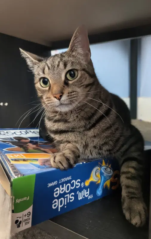 Riot - Domestic Short Hair