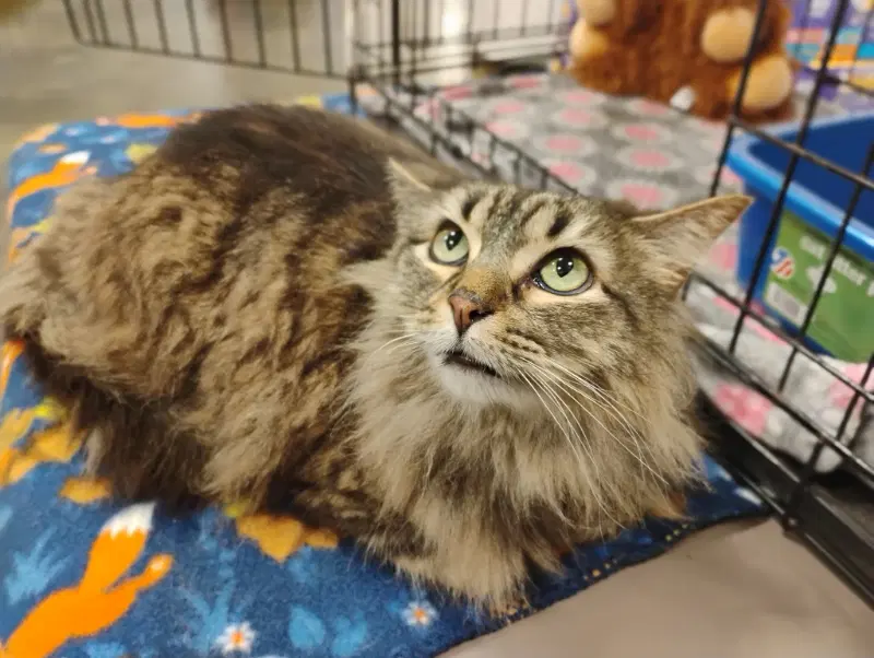 Sienna - Domestic Long Hair