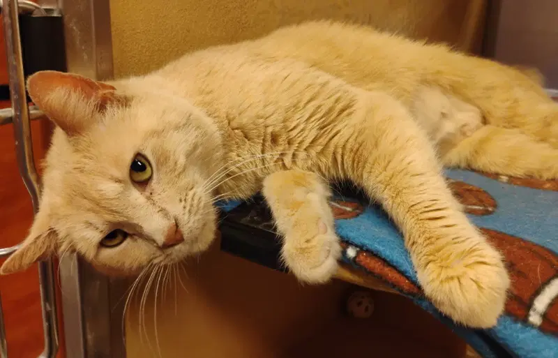 Babycakes - Domestic Short Hair