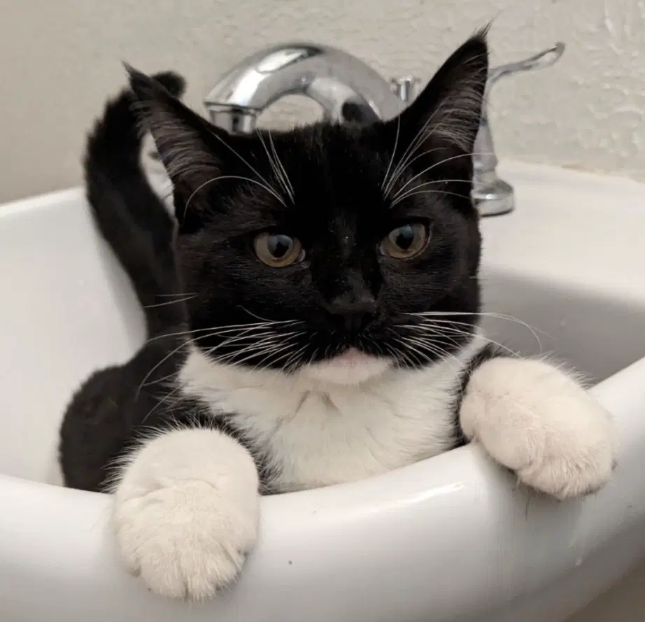 Kit Kat - Domestic Short Hair