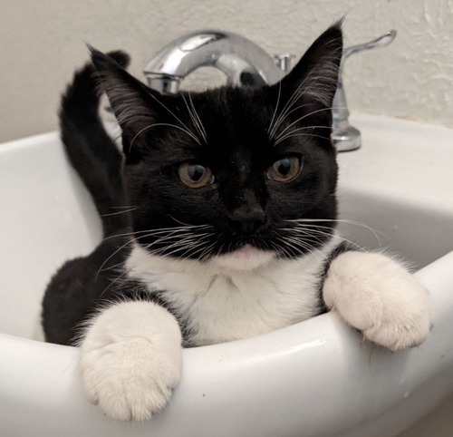 picture of the cat needing adoption