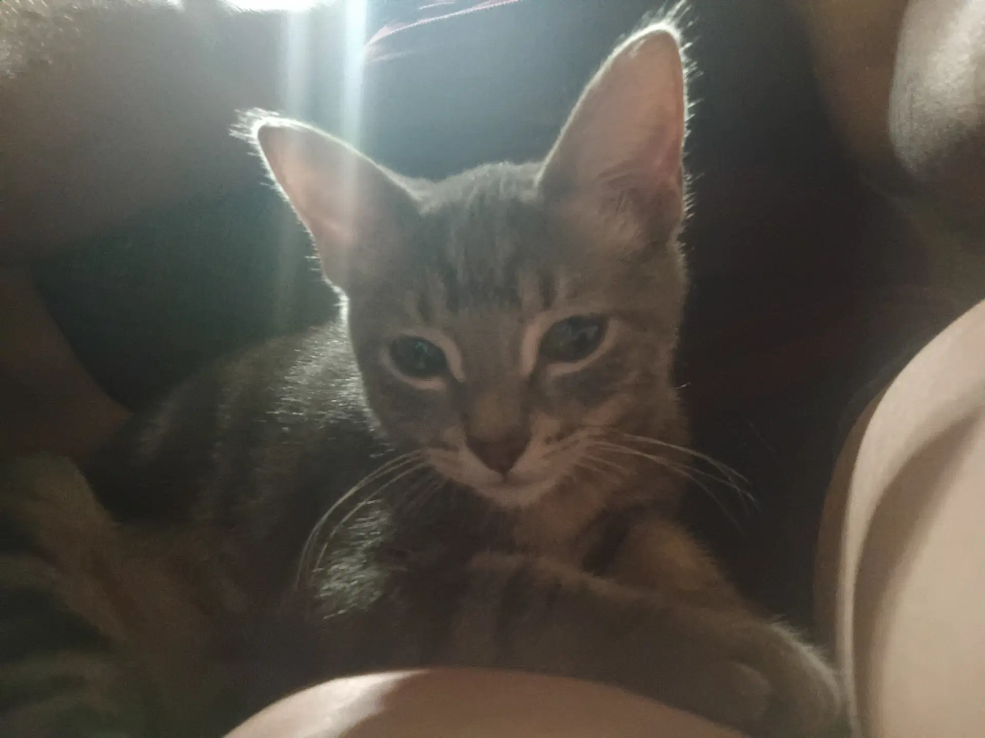 Puddy - Domestic Short Hair