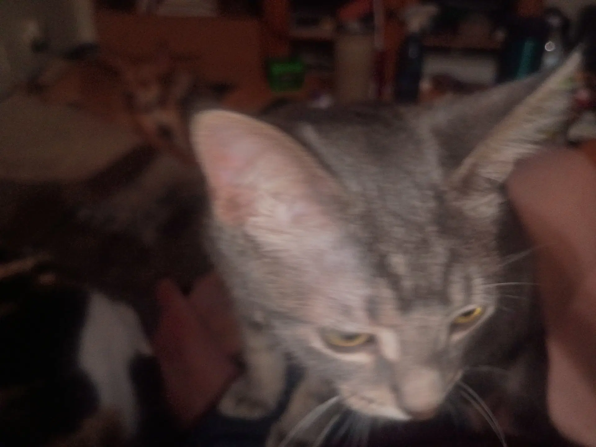 Puddy image 3