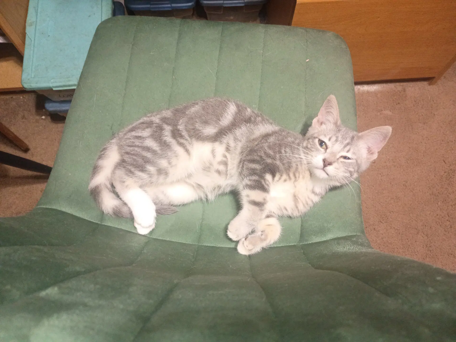 Fritz - Domestic Short Hair