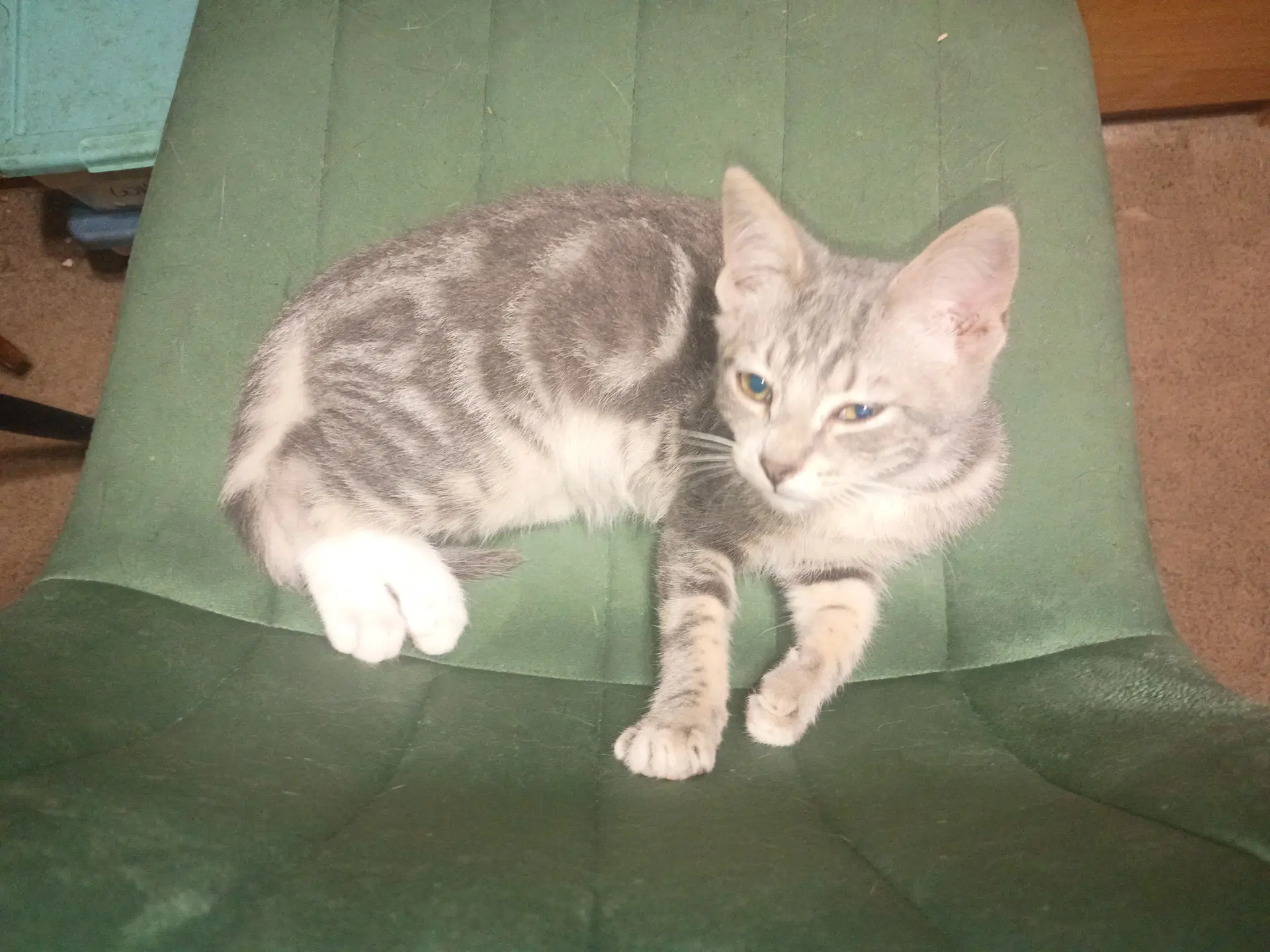 Fritz image 2