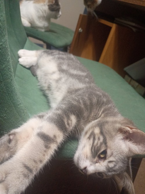 Photo 3 of Fritz