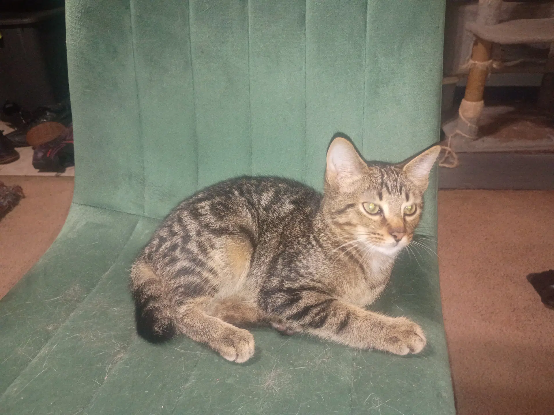 Halfsy - Domestic Short Hair
