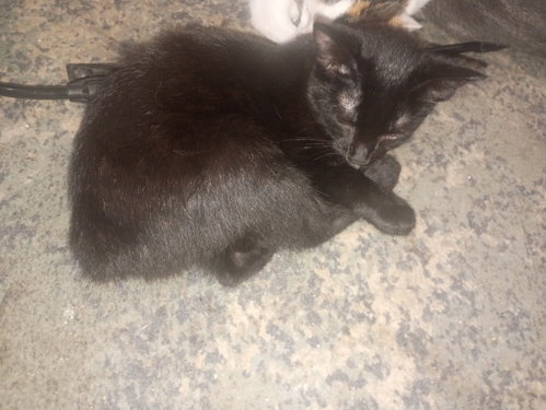 Nubby, a cat for adoption from Spay Neuter Assistance Program of Michigan