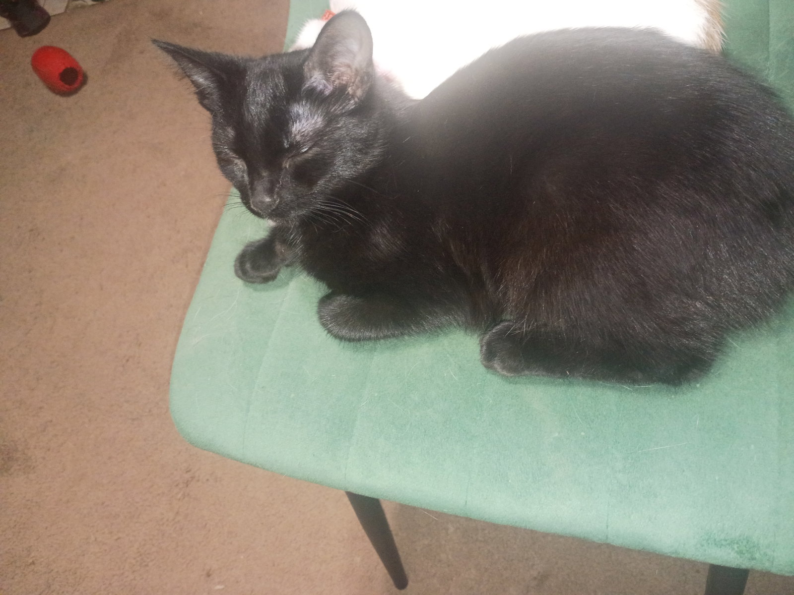 Nubby, photo 2