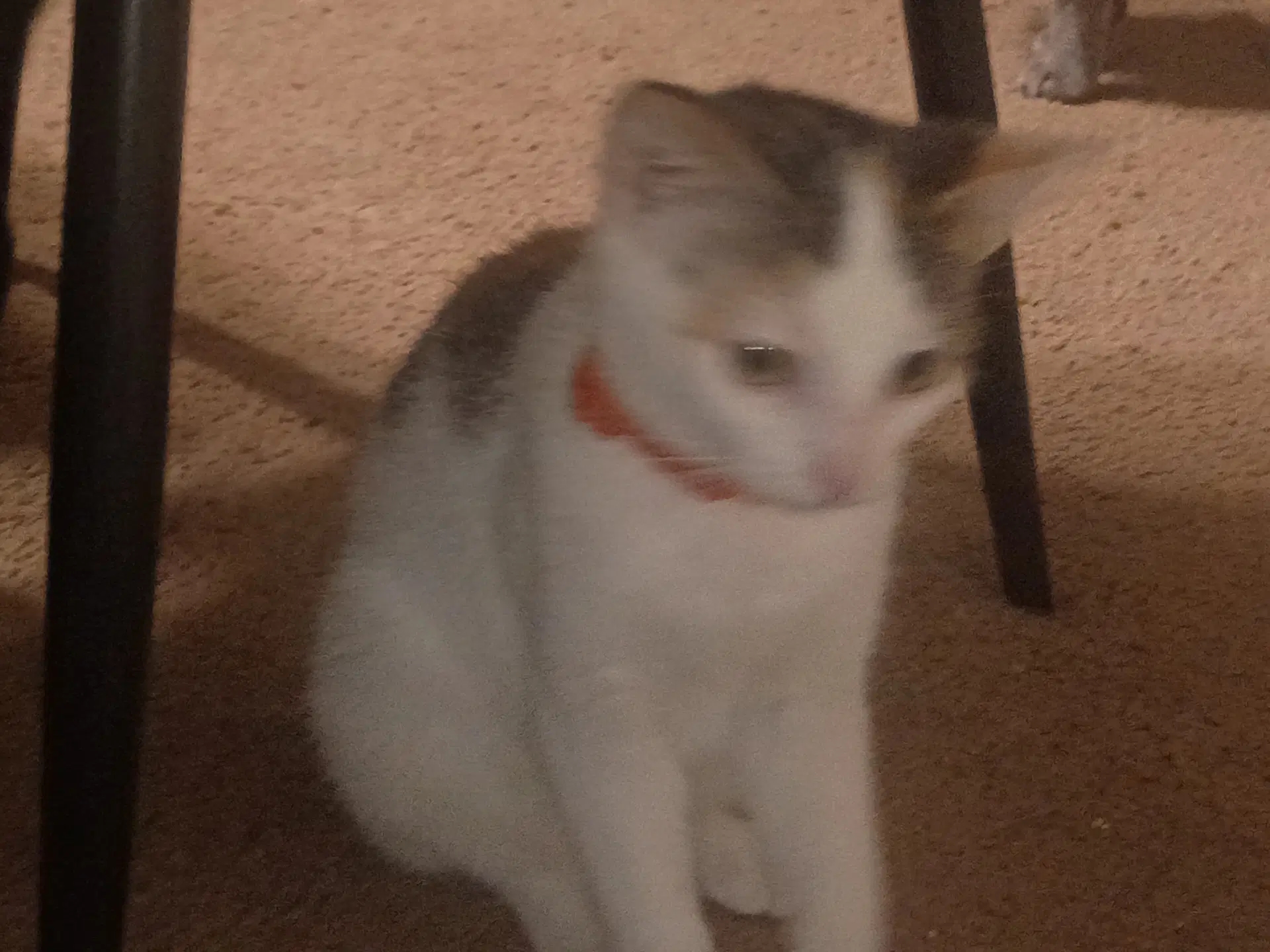 Bunbun image 2