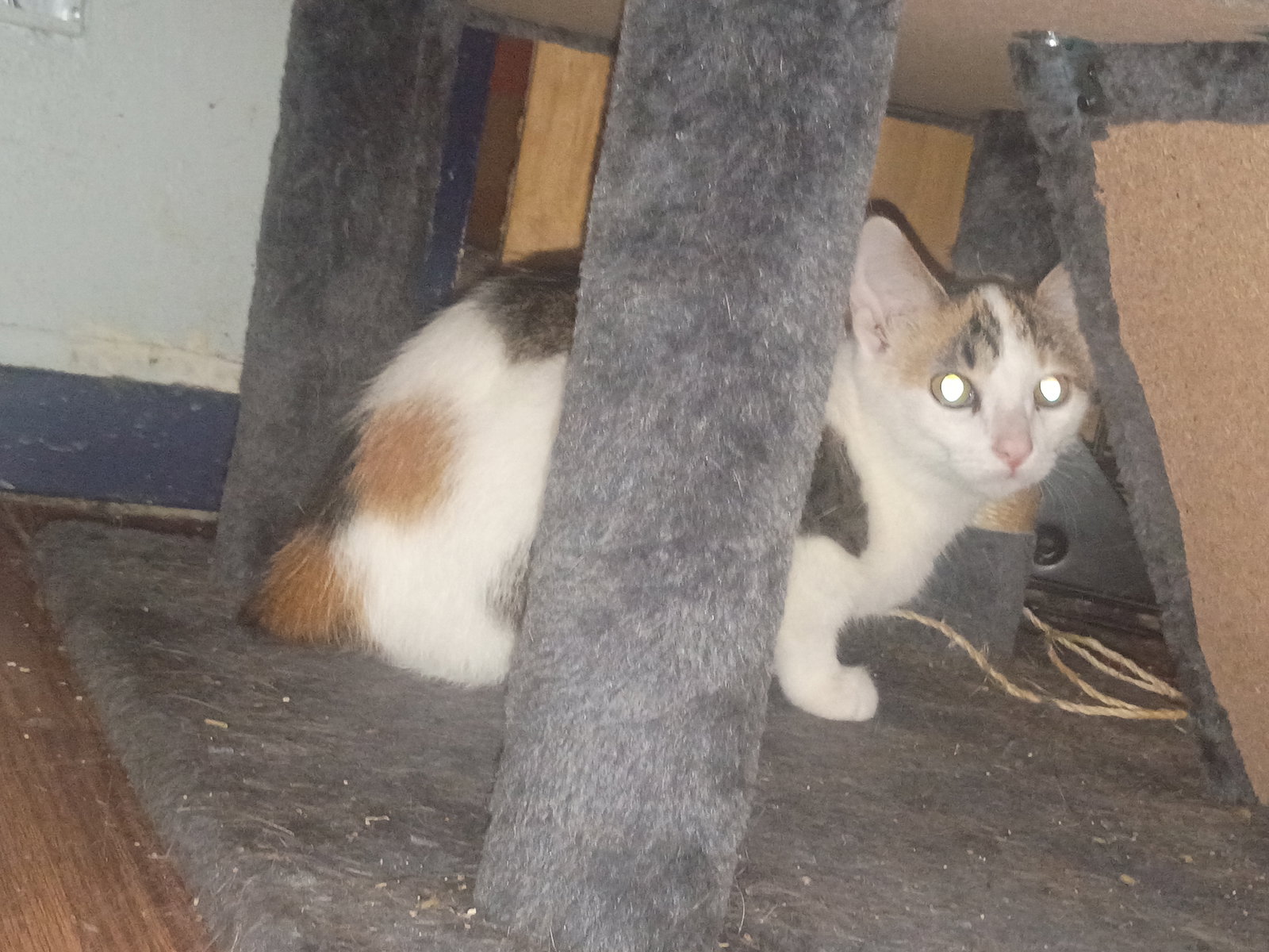 Rabbit, Manx