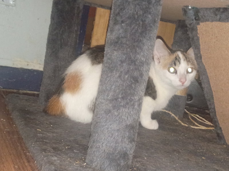 Rabbit, a young female Manx cat up for adoption